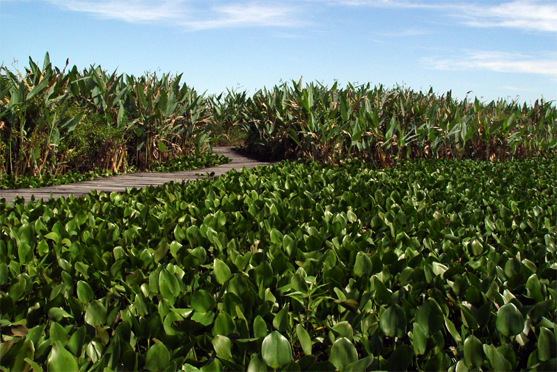 Descubre el Parque Nacional Río Pilcomayo: Un Tesoro Natural en Formosa